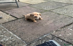 Labrador Retriever dogs for sale: 6 Pedigree Fox Red Labrador Puppies - Image 17