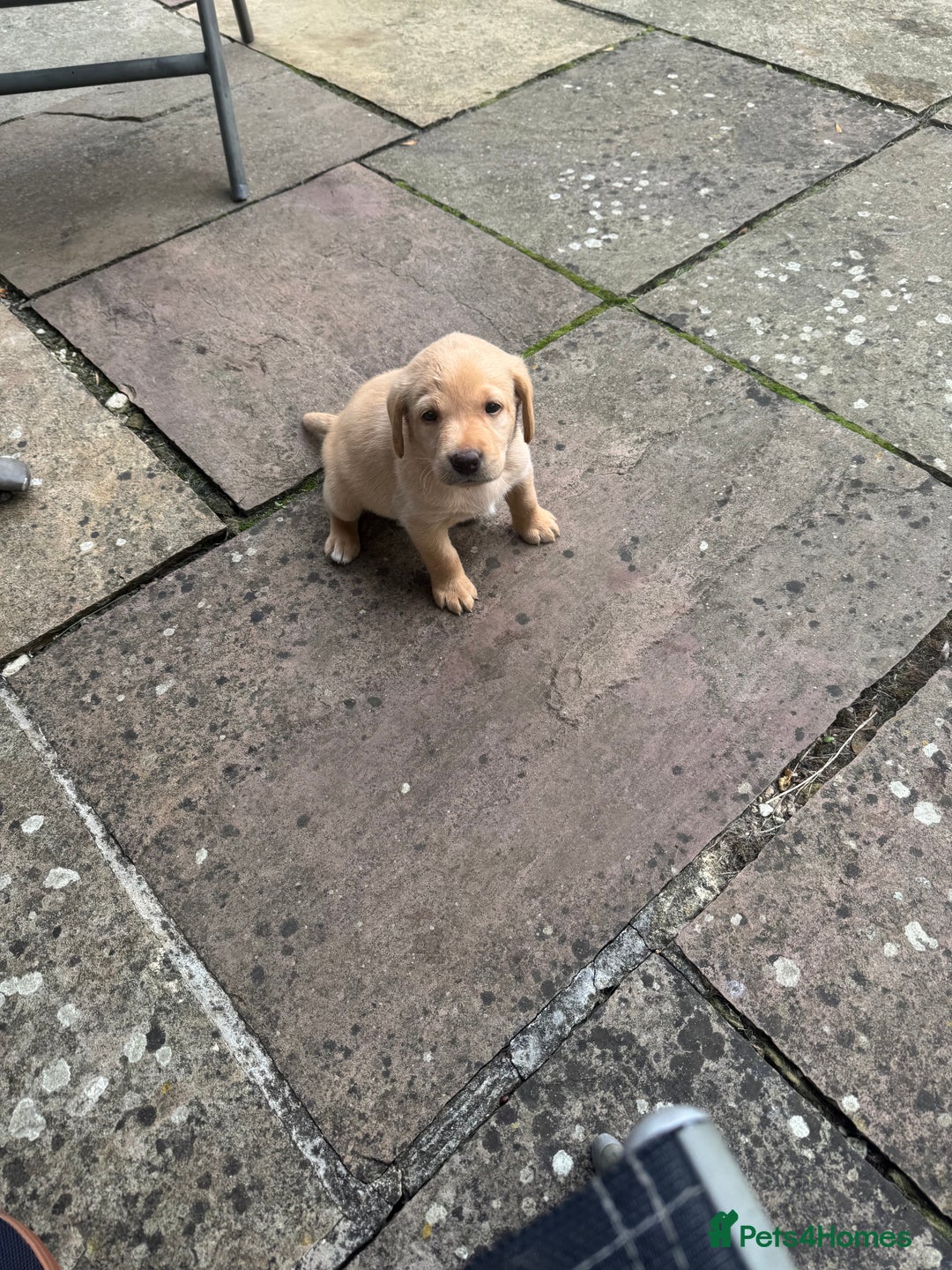 Labrador Retriever dogs for sale: 6 Pedigree Fox Red Labrador Puppies - Image 17