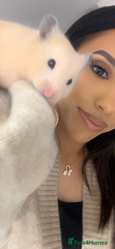 Gallery Image {{count}}