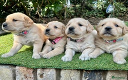 Golden Retriever dogs for sale: Golden retriever puppies - Image 1