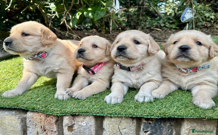 Golden Retriever dogs - Advert 1