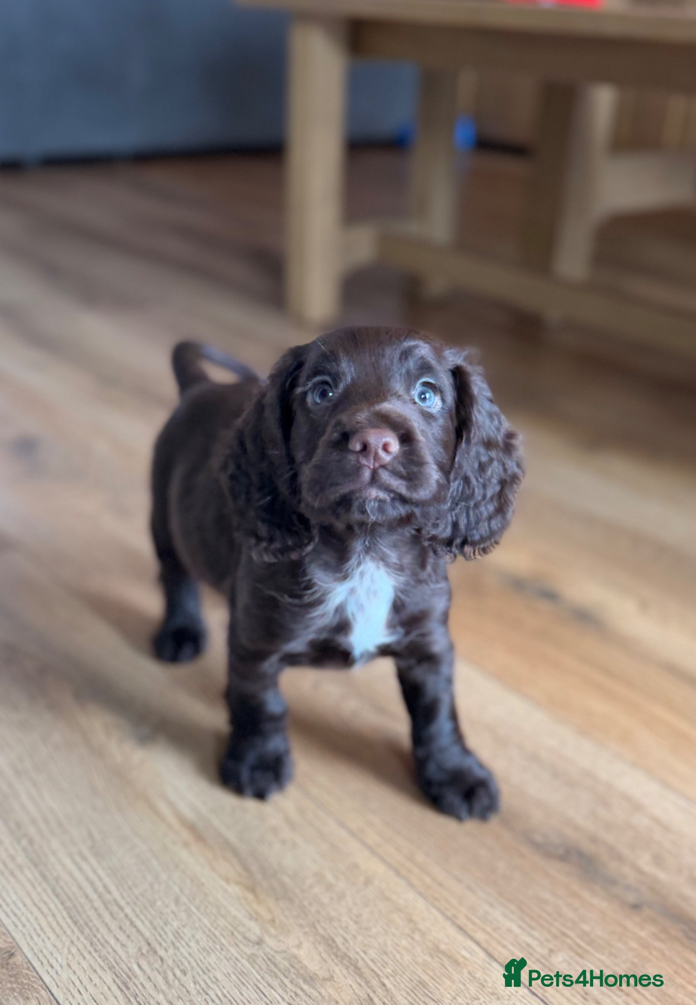Cocker Spaniel dogs Beautiful Cocker Spaniel pups  - Advert 2