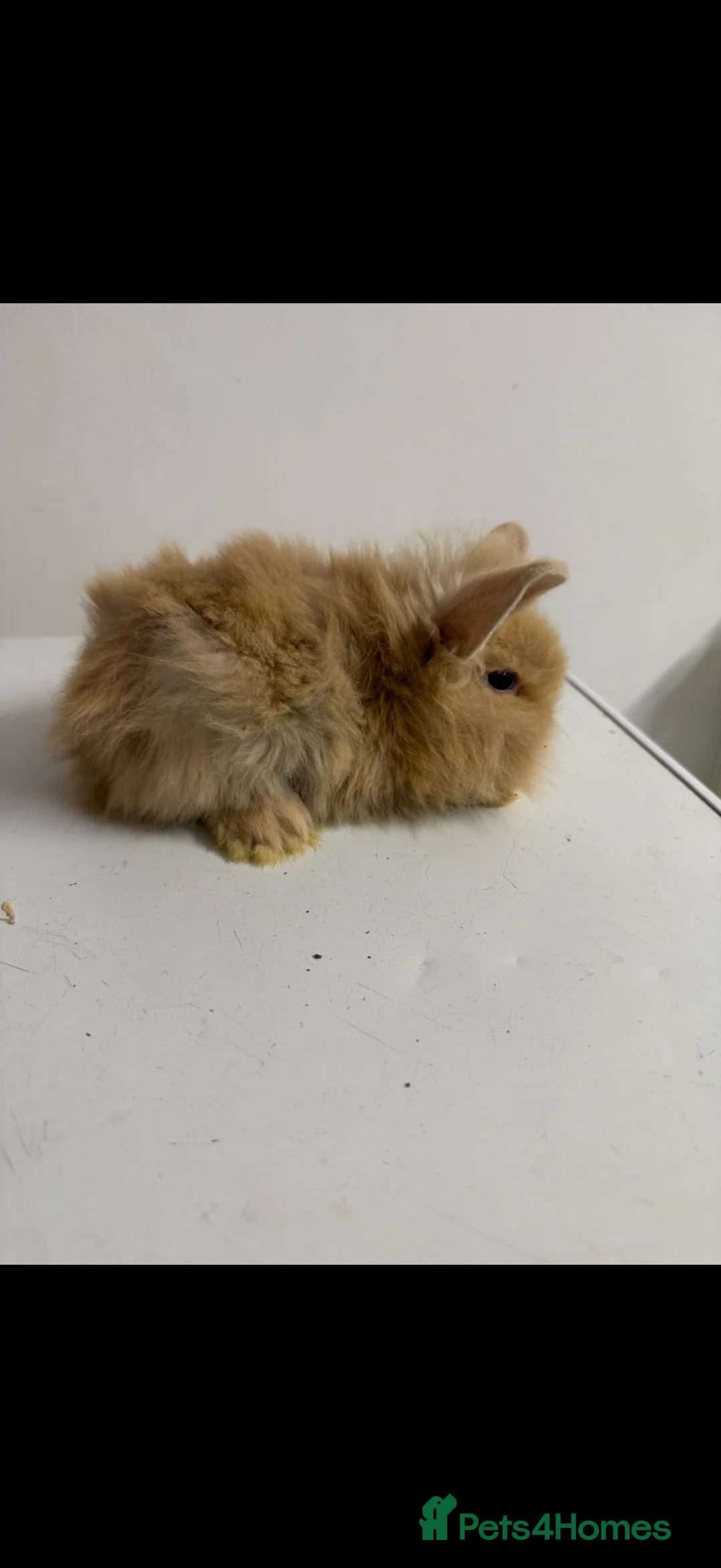 Mixed Breed rabbits for sale: baby rabbits  - Advert 1
