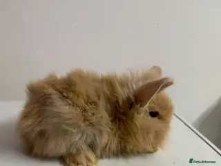 Mixed Breed rabbits baby rabbits - Advert 2