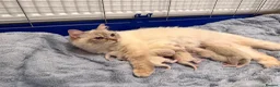 Ragdoll cats for sale: Purebred Ragdol Kitten - DNA Verified 100% - Advert 34