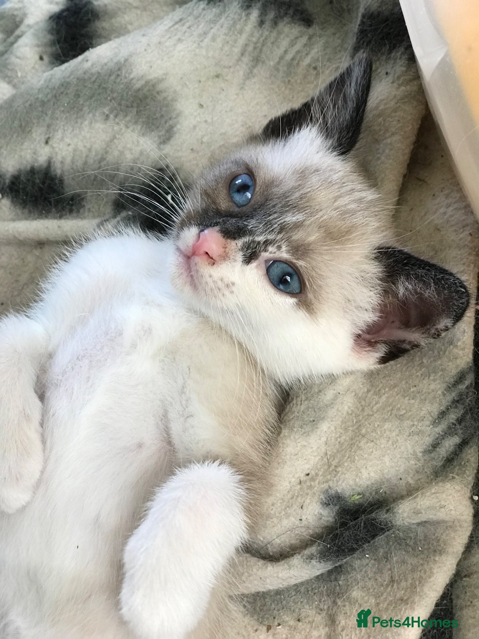 Mixed Breed cats Beautiful kittens for sale  - Advert 10