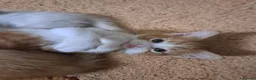 Mixed Breed cats for sale: Ginger, ginger white,white kittens prices vary - Advert 19