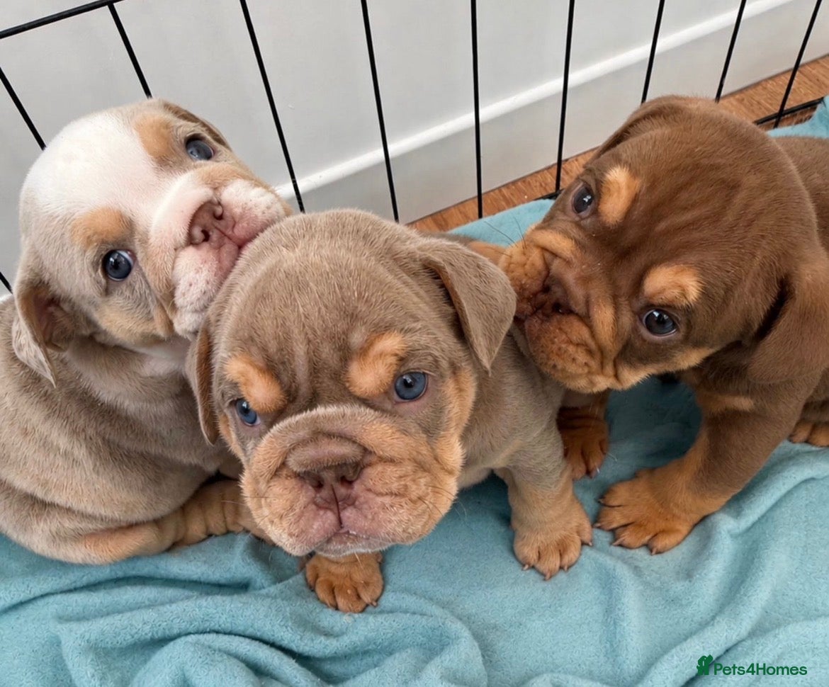 English Bulldog dogs English bulldog Fully KC registered @TheBullyLab26 - Advert 16