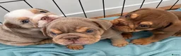 English Bulldog dogs for sale: ***REDUCED*** English bulldog Fully KC registered  - Advert 7