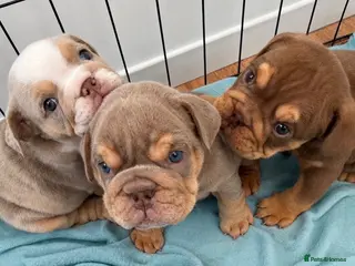 English Bulldog dogs English bulldog Fully KC registered @TheBullyLab26 - Advert 16