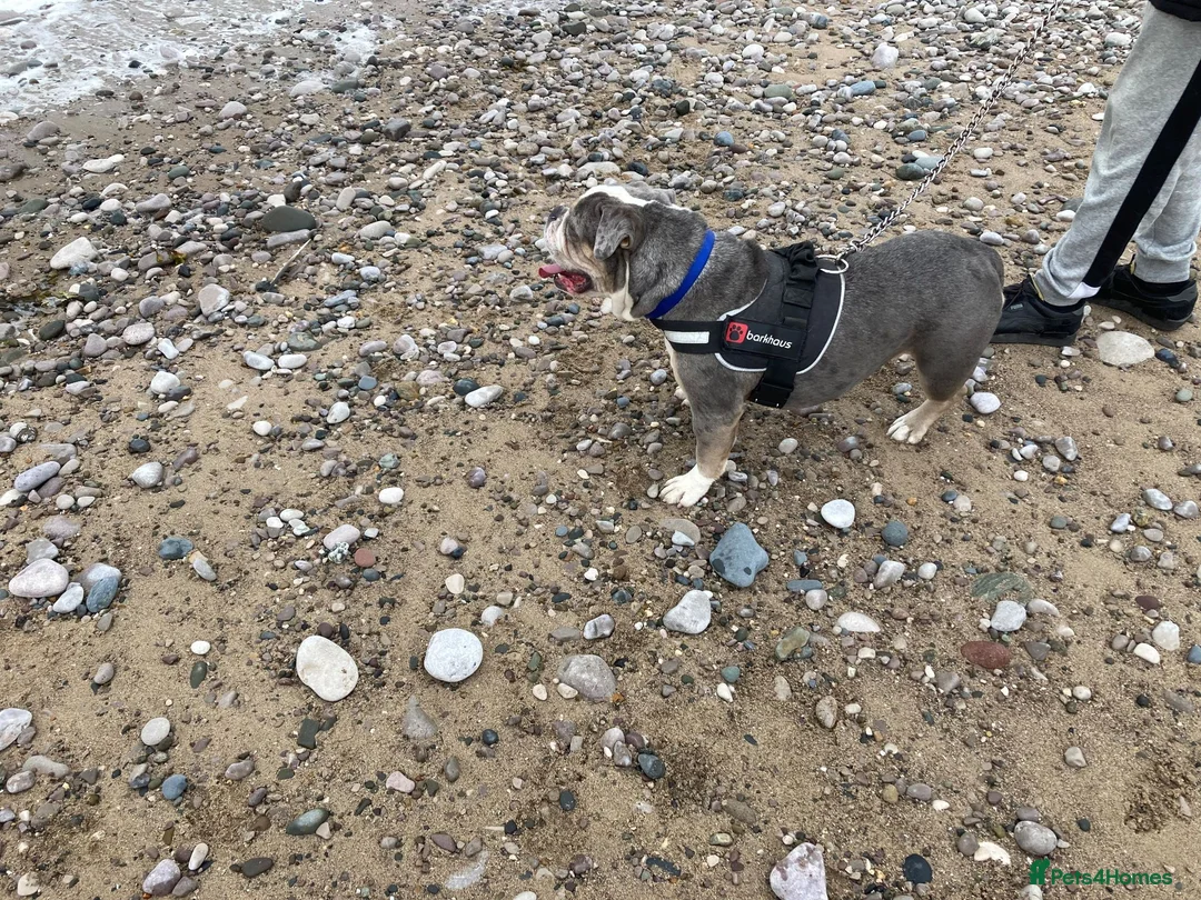 English Bulldog dogs for sale: 3 years old female - Advert 2