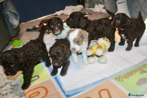 Cockapoo dogs - Advert 2