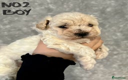 Maltipoo dogs for sale: 4 Beautiful Maltipoos for SALE  - Image 2