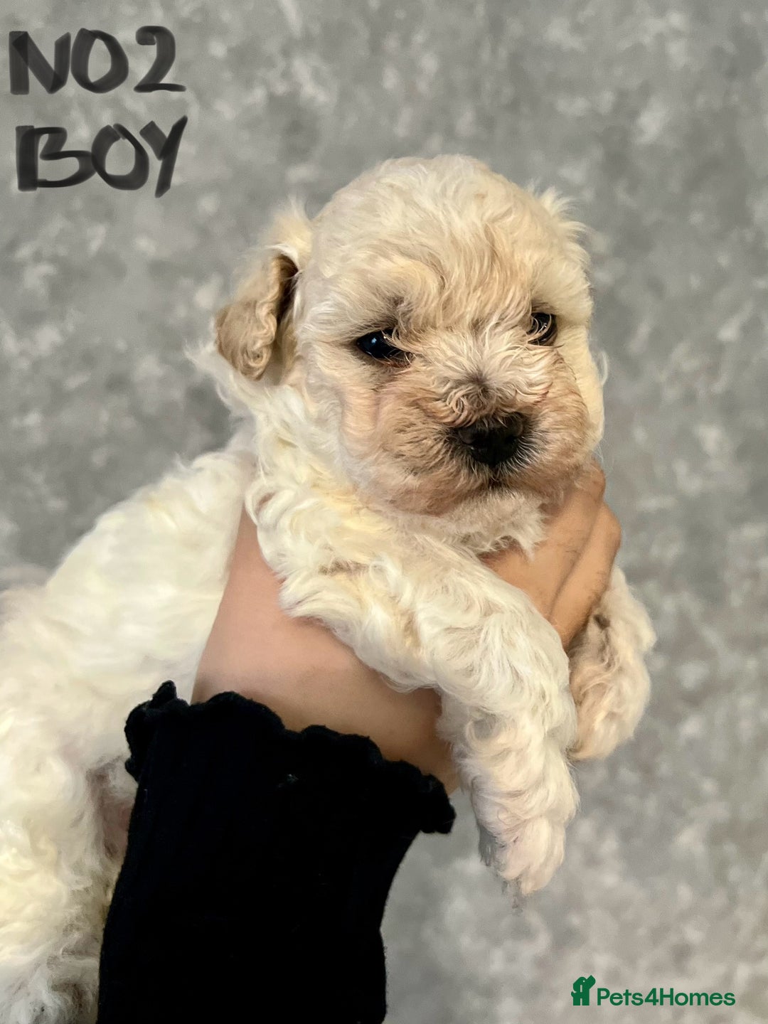 Maltipoo dogs for sale: 4 Beautiful Maltipoos for SALE  - Image 2