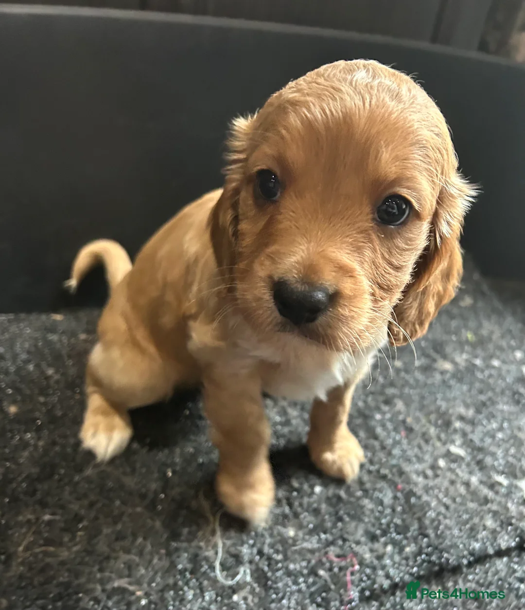 Cockapoo dogs for sale: Cockapoo puppy red male - Advert 13