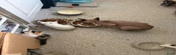 Sphynx cats for sale: Spyhnx mixed breed  in Epsom - Advert 2