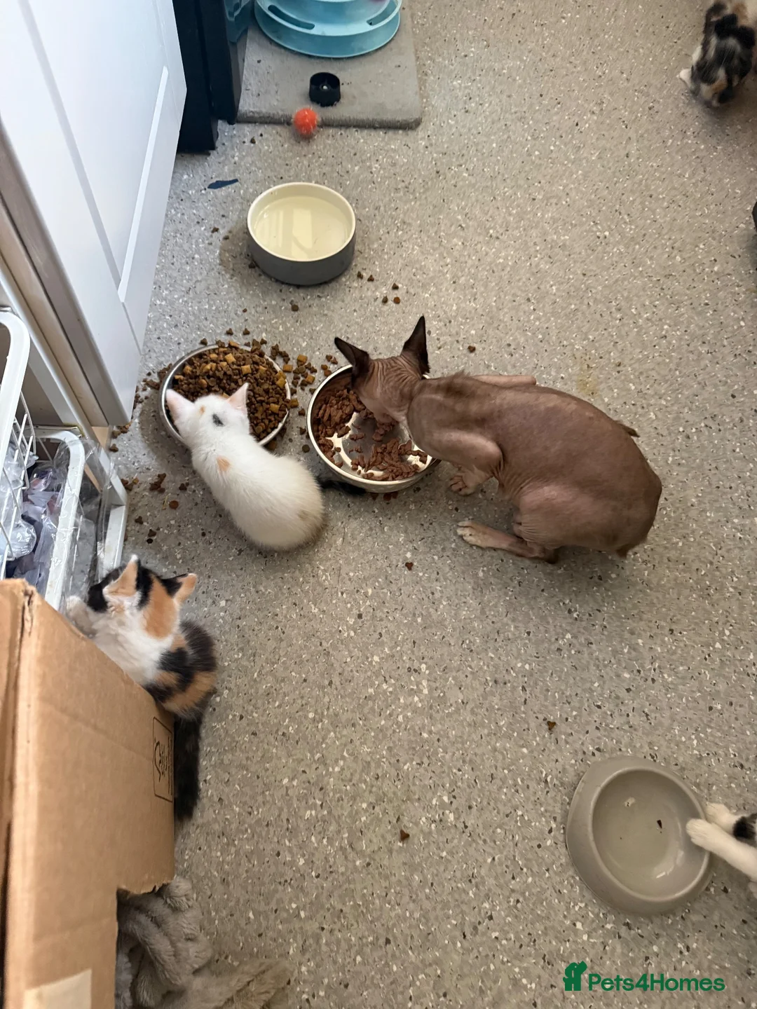 Sphynx cats for sale: Spyhnx mixed breed  in Epsom - Advert 2