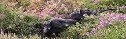 Springador dogs for sale: F1 springadors .  in Thirsk - Advert 4