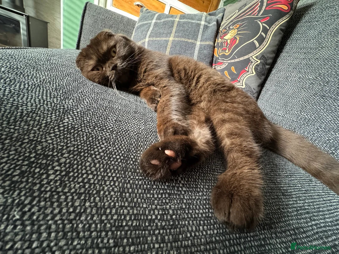 Scottish Fold cats for sale: Brown scottish fold Male - Advert 2