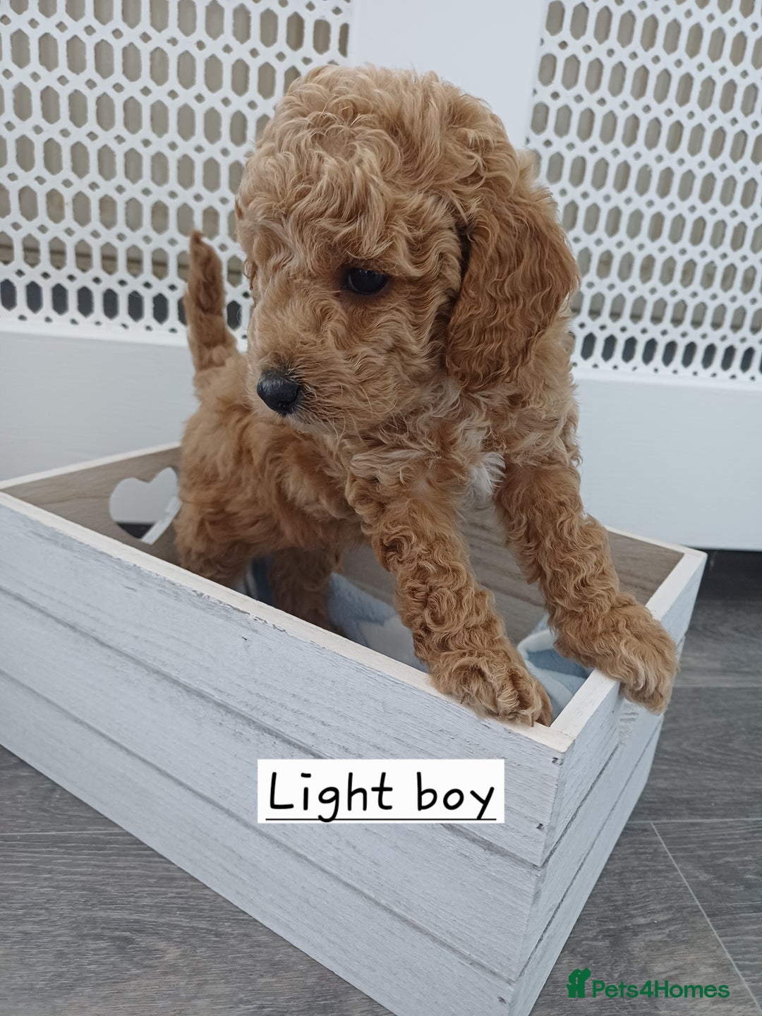 Cockapoo dogs for sale: 3 beautiful cockapoo boys - Image 4
