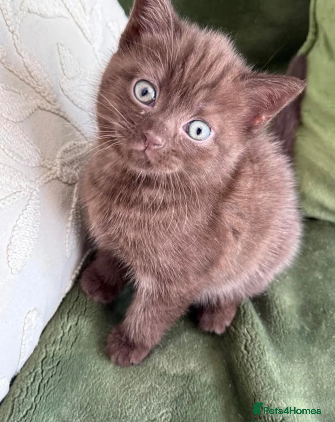 British Shorthair cats for sale: British short hair girl  - Advert 1