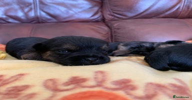 Border Terrier dogs - Advert 7
