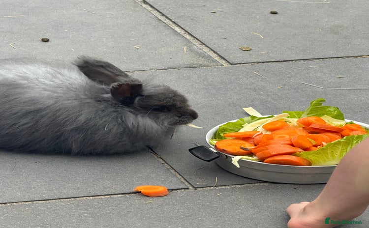 Angora rabbits - Advert 1