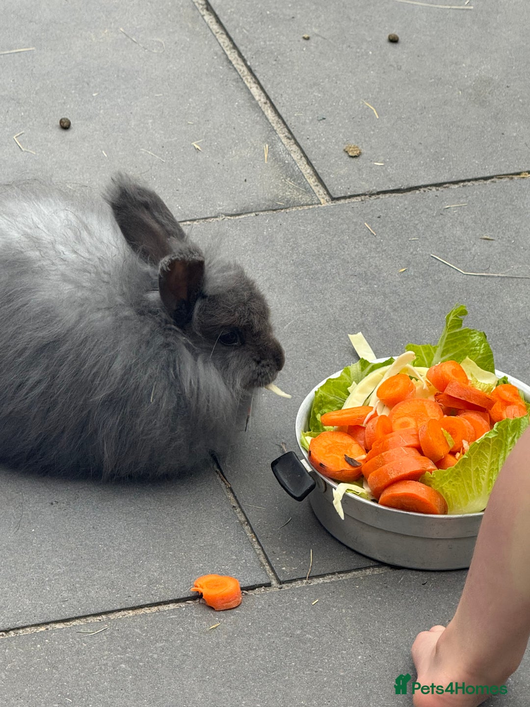 Angora rabbits for sale: Two male angora rabbits for sale £100 each  - Image 1