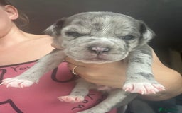 Mixed Breed dogs for sale: American bull staff puppies  - Image 13