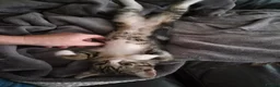 British Shorthair cats for sale: Kittens - Advert 6