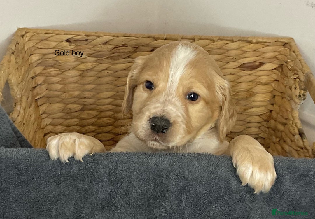 Cocker Spaniel dogs for sale: Hereditary clear working cocker spaniels - Advert 16