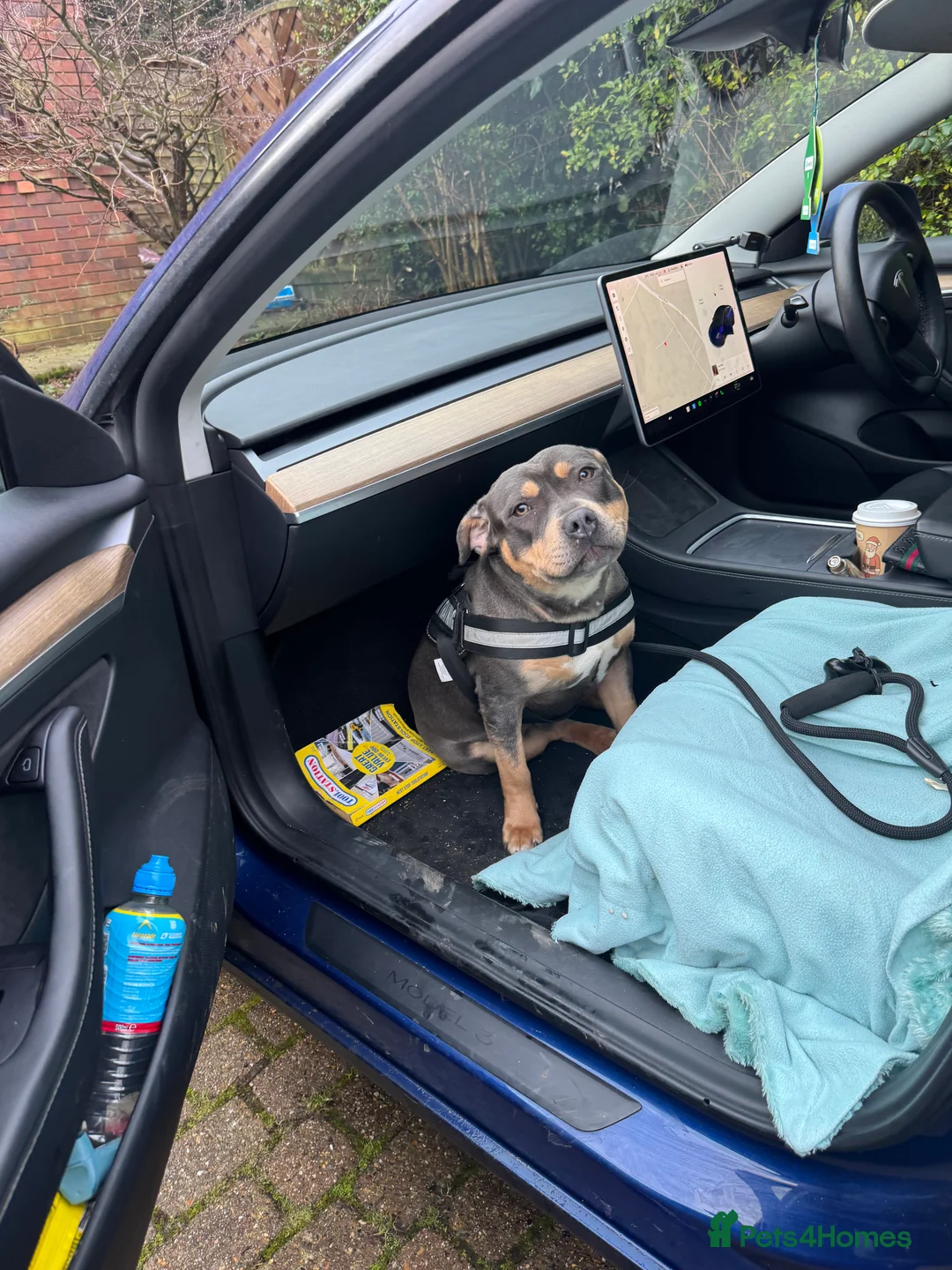 Staffordshire Bull Terrier dogs for stud: Blue Tri Staffordshire bull terrier staffy - Advert 1