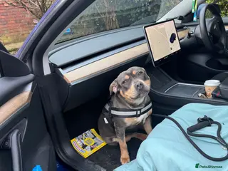 Staffordshire Bull Terrier dogs Blue Tri Staffordshire bull terrier staffy - Advert 1