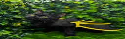 Egyptian Mau cats for sale: TICA Registered Smoke Egyptian Mau last 2 females  - Advert 5
