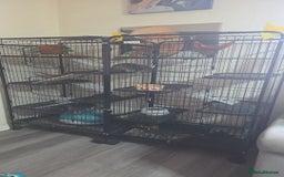 British Shorthair cats for sale: 3 chinchillas  2 female 1x 4 month old baby girl  - Image 2