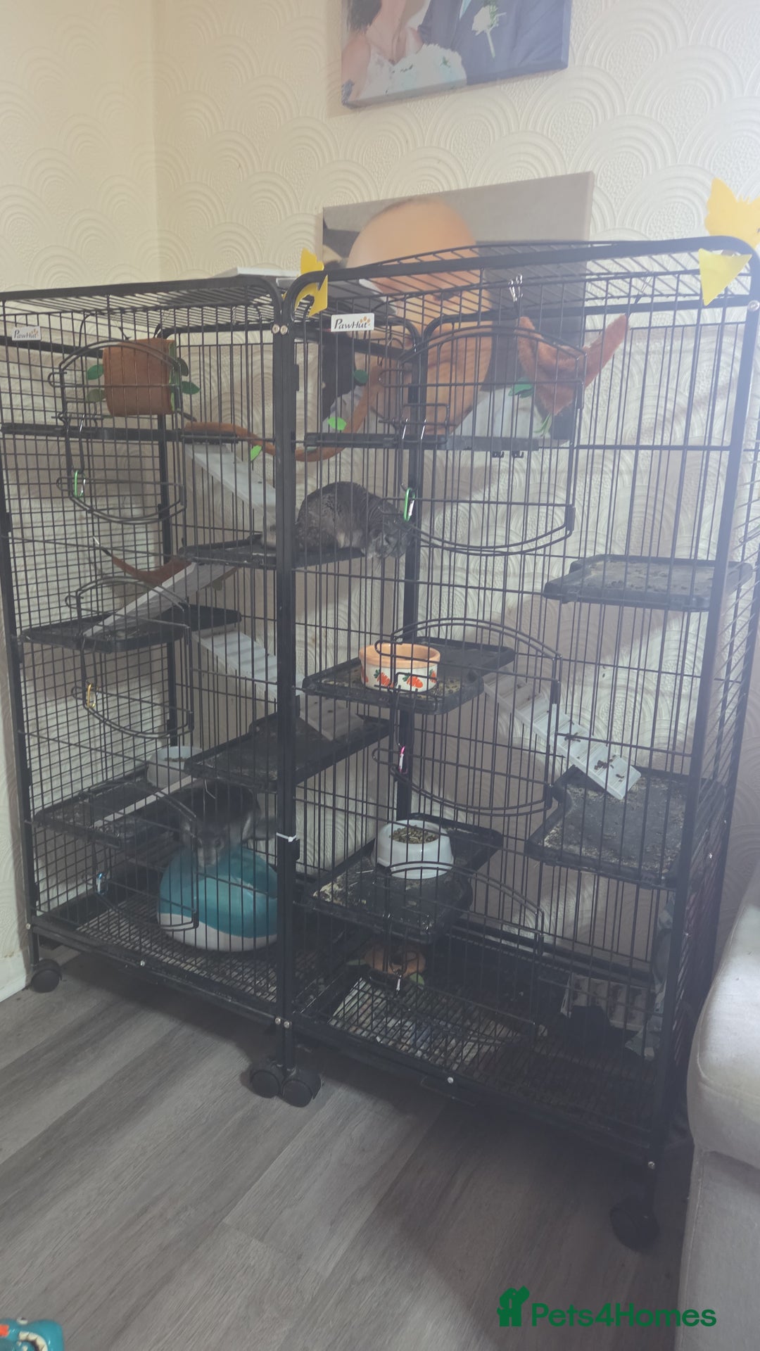 British Shorthair cats for sale: 3 chinchillas  2 female 1x 4 month old baby girl  - Image 2