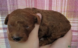 Maltipoo dogs for sale: F1b Maltipoo - Image 22