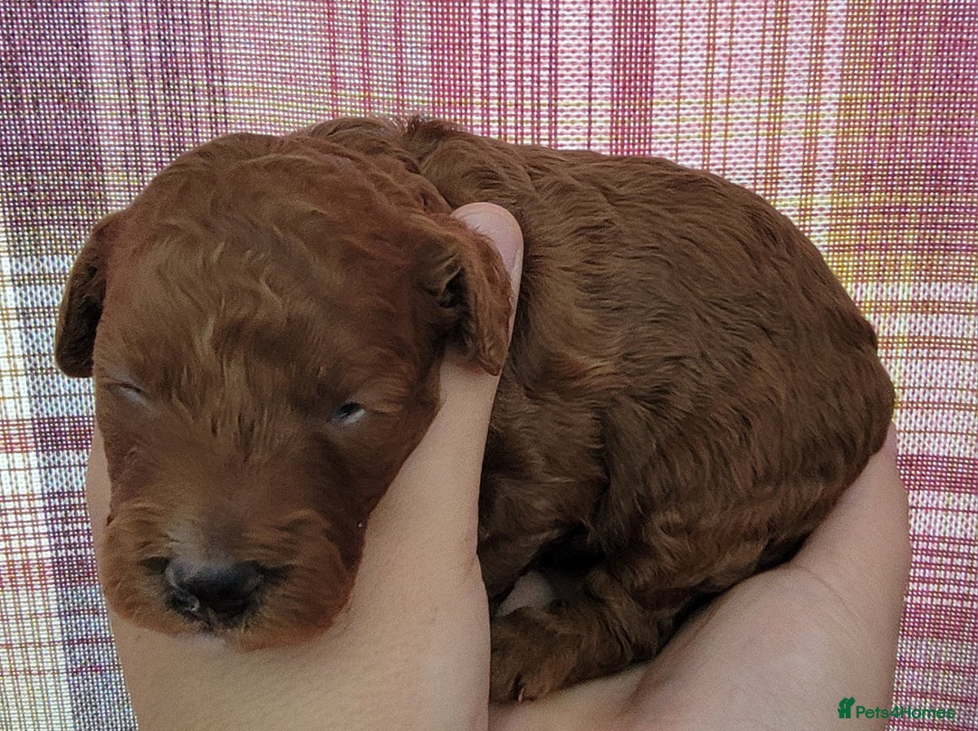 Maltipoo dogs for sale: F1b Maltipoo - Image 22