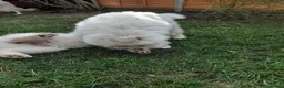 Samoyed dogs for sale: Fluffy Samoyed Puppies 🐾 - Advert 6
