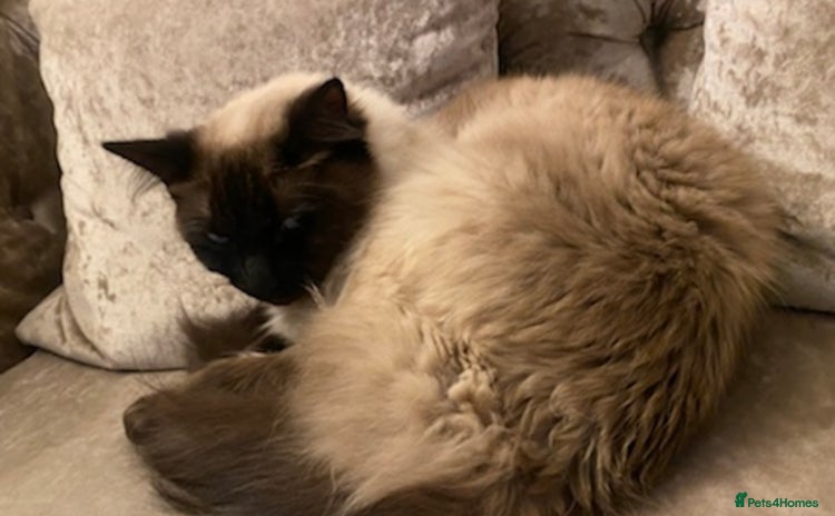 Ragdoll cats - Advert 1