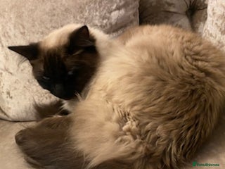 Ragdoll cats - Advert 8