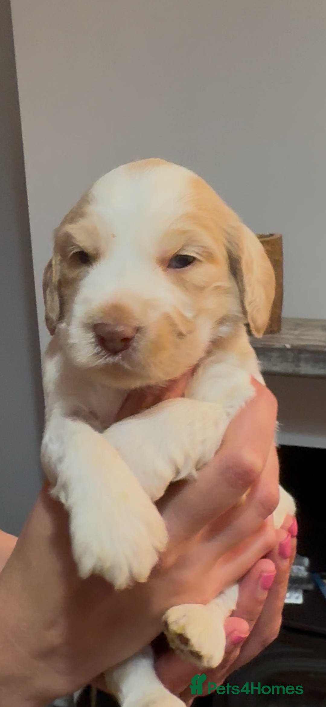 Cockapoo dogs for sale: Beautiful litter of parti and solid Cockapoos - Image 7