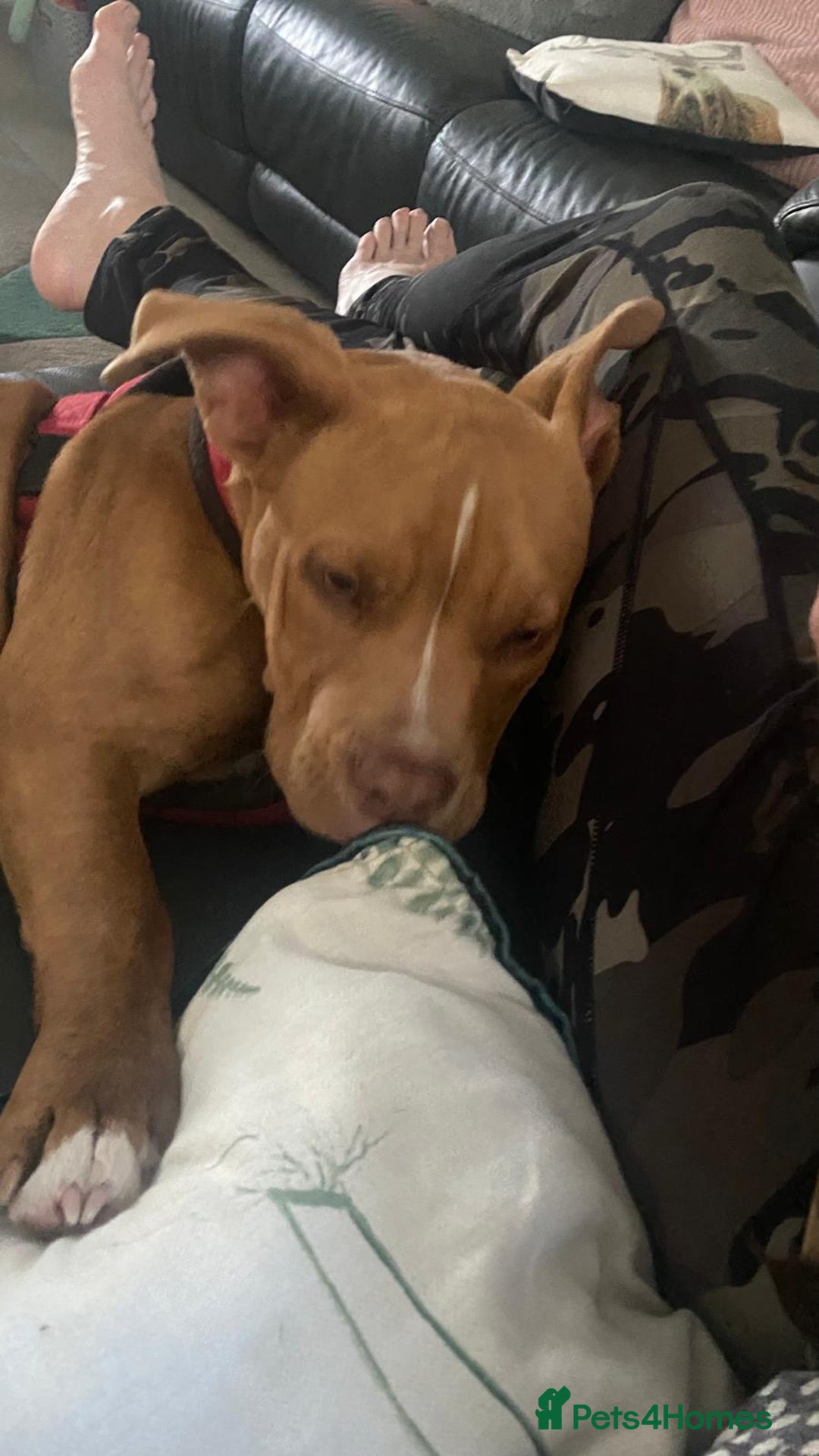 Mixed Breed dogs for sale: Pocket bully - Image 5