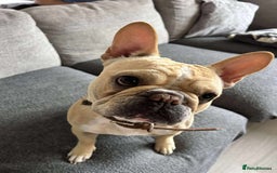 French Bulldog dogs for sale: 4 year old female French bulldog  - Image 2