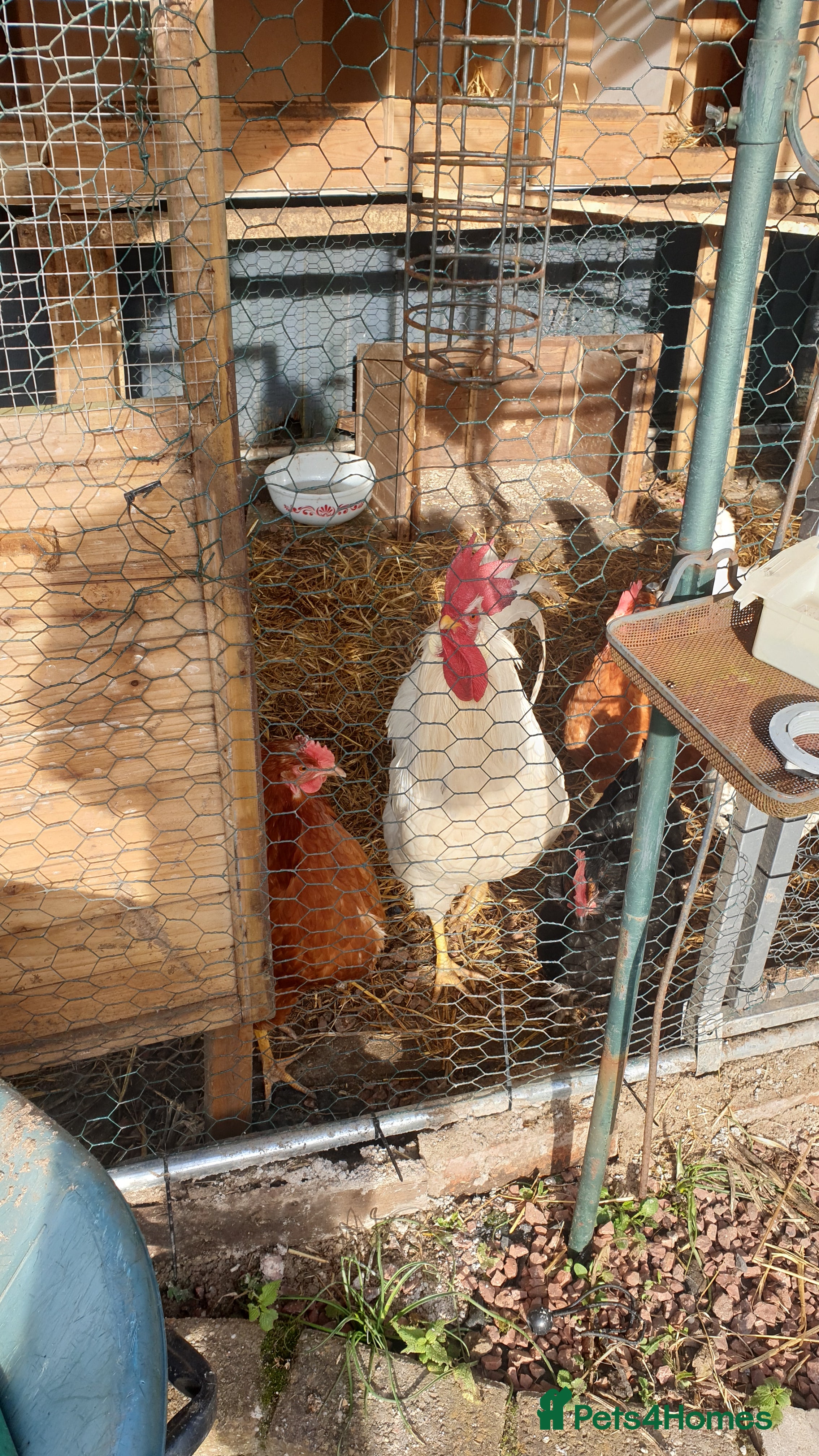 Chickens poultry Chicks and fertilised eggs for sale in Leicester - Advert 11