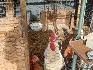 Chickens poultry Chicks and fertilised eggs for sale in Leicester - Advert 11