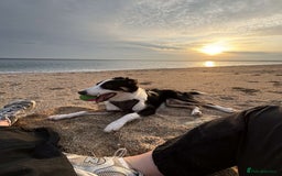 Border Collie dogs for sale: 7 Month Old Border Collie - Image 9