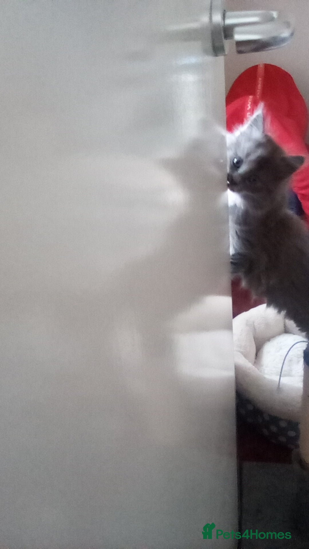 Maine Coon cats for sale: Maine coon kitten - Image 3