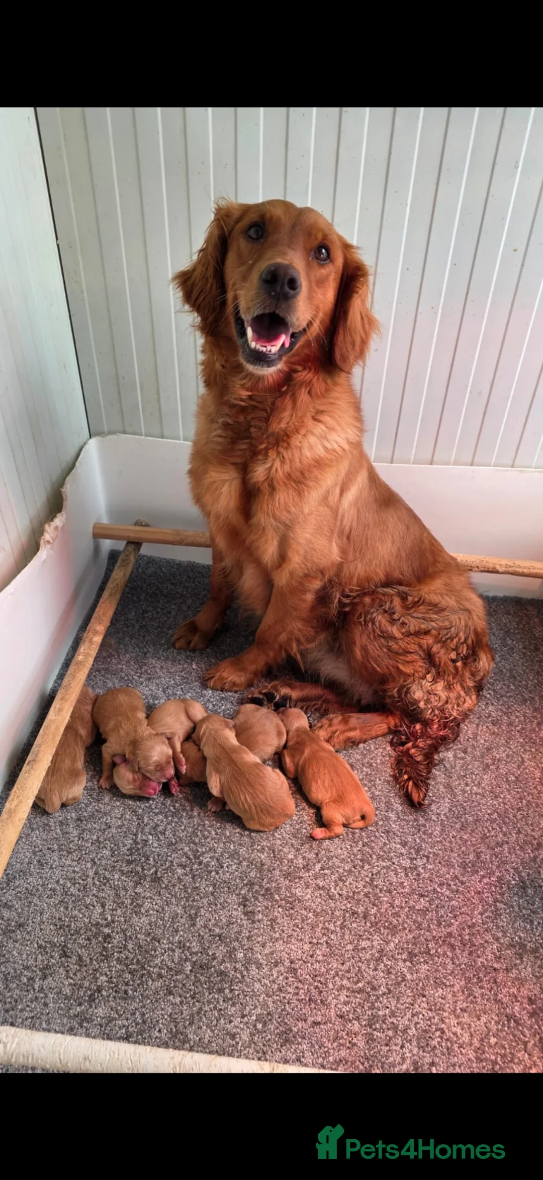 Golden Retriever dogs for sale: Dark Working retriever puppies  - Advert 12