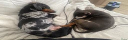 Dachshund dogs for adoption: 💔 VERY SPECIAL HUMAN NEEDED 💔 🙏 - Advert 2